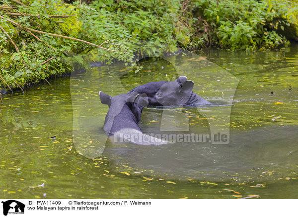 two Malayan tapirs in rainforest / PW-11409