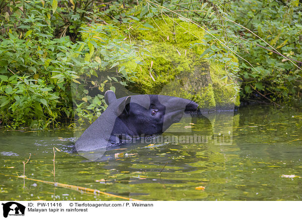 Schabrackentapir im Regenwald / Malayan tapir in rainforest / PW-11416