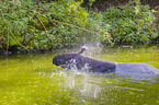 Malayan tapir in rainforest