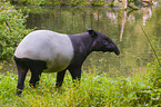 Malayan tapir in rainforest
