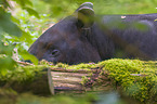 Malayan tapir in rainforest