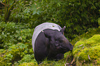 Malayan tapir in rainforest