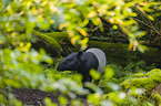 Malayan tapir in rainforest