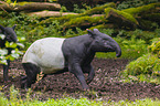 Malayan tapir in rainforest