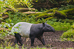 Malayan tapir in rainforest