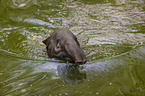 Malayan tapir in rainforest