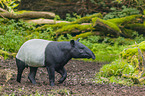 Malayan tapir in rainforest