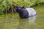 Malayan tapir in rainforest