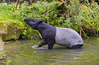 Malayan tapir in rainforest