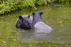 two Malayan tapirs in rainforest