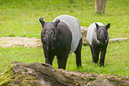 Tapirs