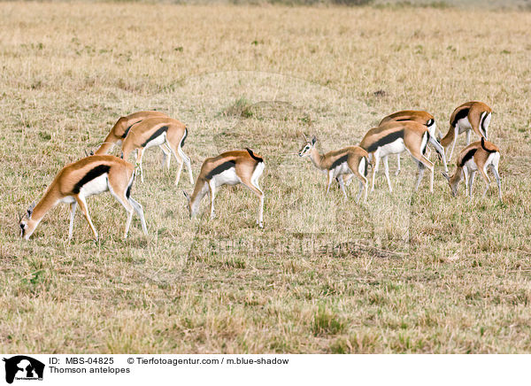 Thomson-Gazellen / Thomson antelopes / MBS-04825