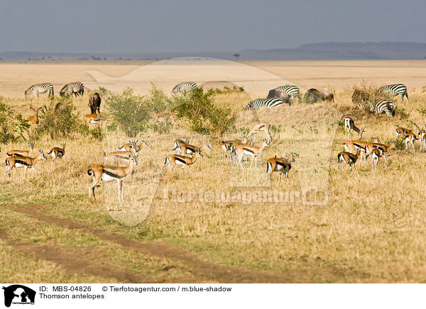 Thomson-Gazellen / Thomson antelopes / MBS-04826