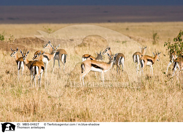 Thomson-Gazellen / Thomson antelopes / MBS-04827