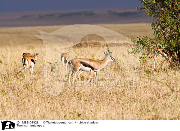 Thomson-Gazellen / Thomson antelopes / MBS-04828