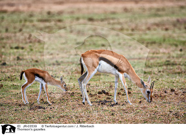 Thomson-Gazellen / Thomson's gazelles / JR-03539