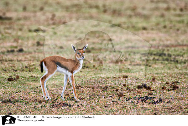 Thomson-Gazelle / Thomson's gazelle / JR-03540