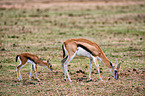 Thomson's gazelles