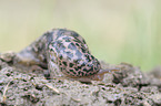 tiger slug