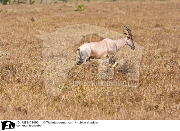 Topi / common tsessebe / MBS-03093