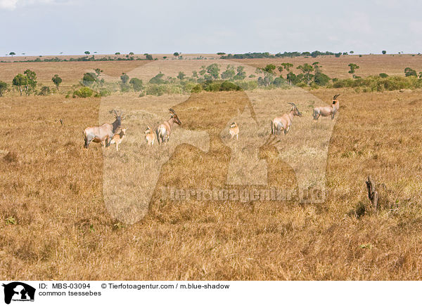 Topis / common tsessebes / MBS-03094