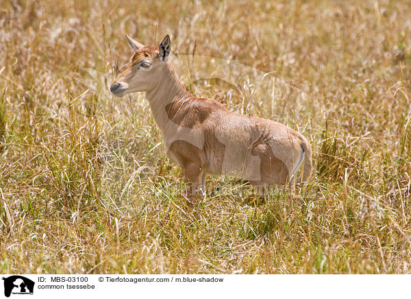 Topi / common tsessebe / MBS-03100