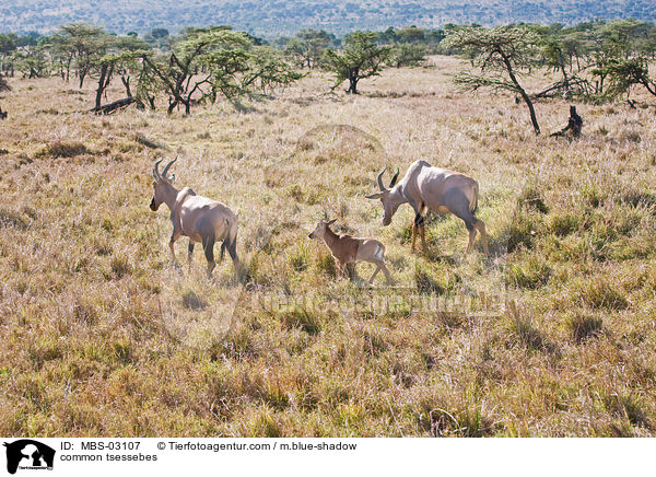 Topis / common tsessebes / MBS-03107