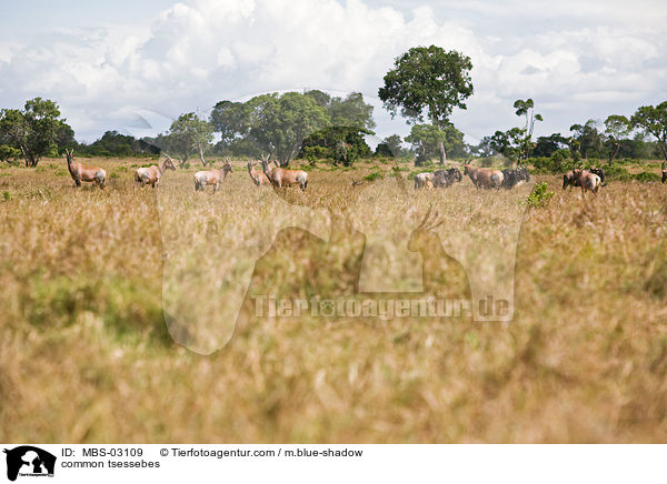 Topis / common tsessebes / MBS-03109