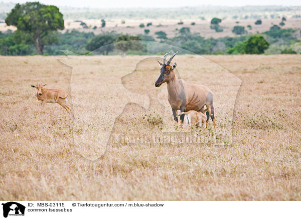 Topis / common tsessebes / MBS-03115