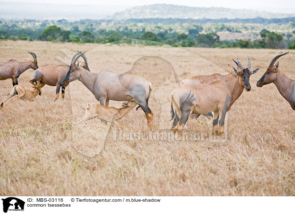 Topis / common tsessebes / MBS-03116