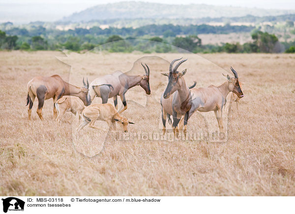 Topis / common tsessebes / MBS-03118