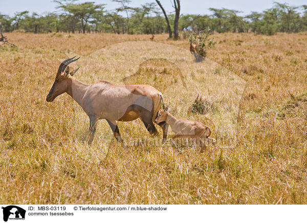 Topis / common tsessebes / MBS-03119