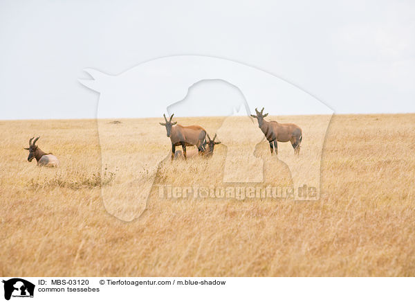 Topis / common tsessebes / MBS-03120