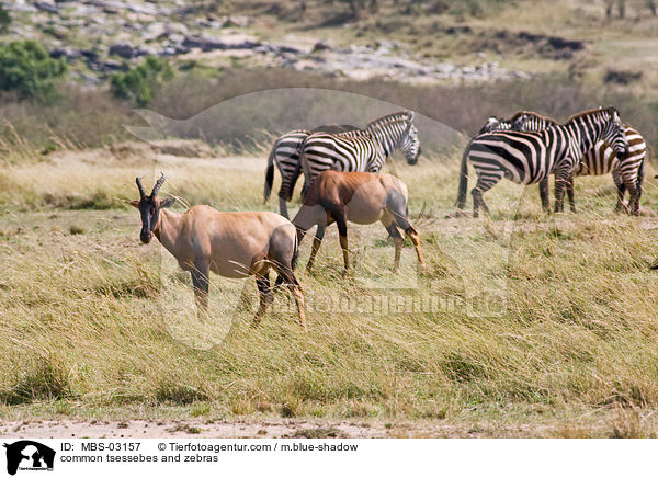 Topis und Zebras / common tsessebes and zebras / MBS-03157