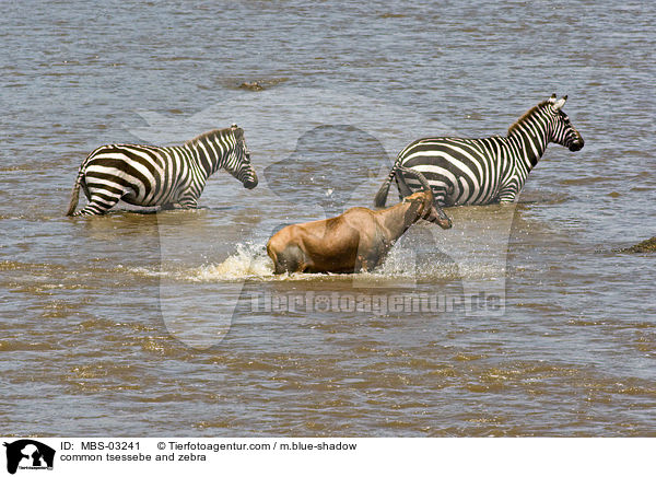 Topi und Zebra / common tsessebe and zebra / MBS-03241