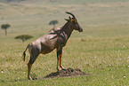Topi