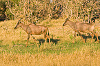 common tsessebes