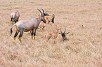 common tsessebes