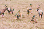 common tsessebes