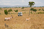 common tsessebes