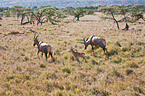 common tsessebes