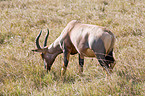 common tsessebe