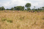 common tsessebes