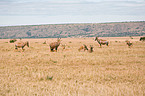 common tsessebes