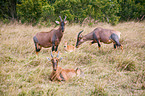 common tsessebes