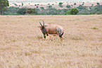 common tsessebes