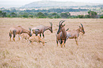 common tsessebes