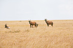 common tsessebes