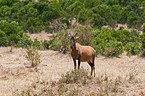 common tsessebe