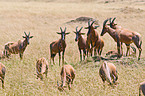 common tsessebes